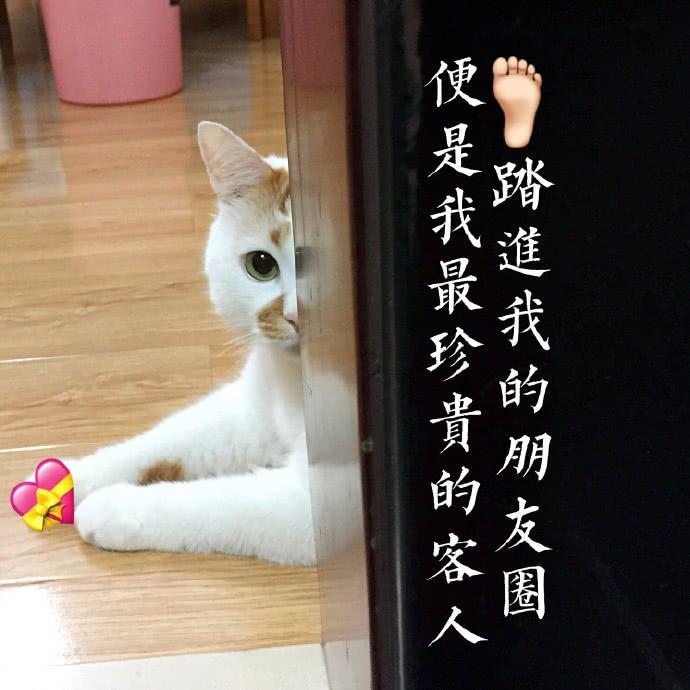 楼楼猫咪表情包：我可以成为你的网上邻居吗？