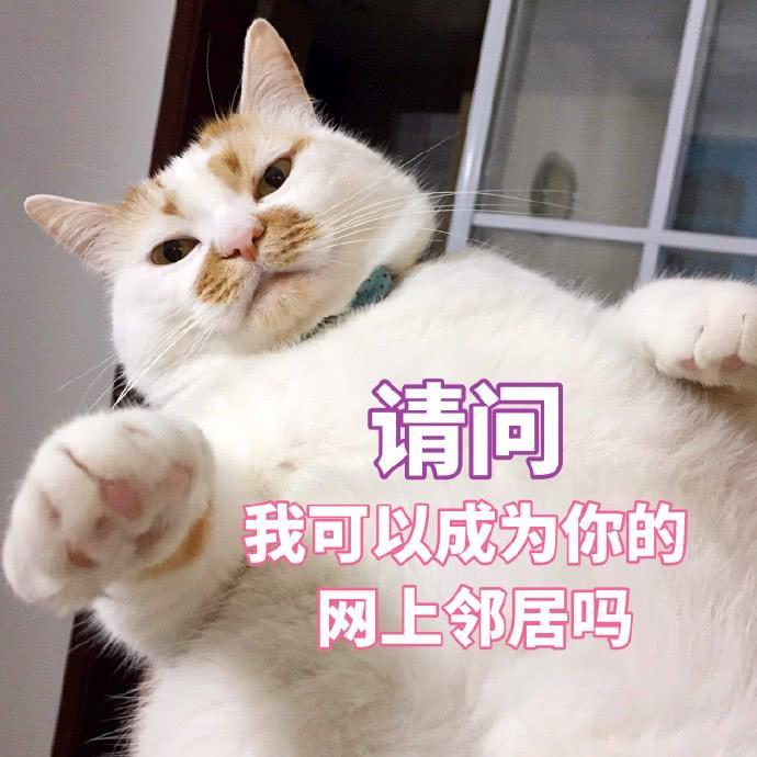 楼楼猫咪表情包：我可以成为你的网上邻居吗？