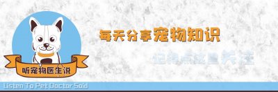 ​狗狗肛门腺炎我们应该如何治疗和预防？一文带你了解肛门腺的秘密