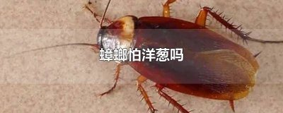 ​蟑螂真的害怕洋葱吗 洋葱是驱赶蟑螂还是吸引蟑螂