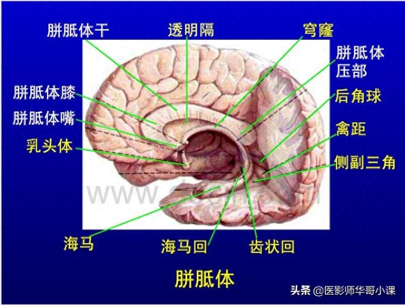 头颅（CT）解剖--精品图集