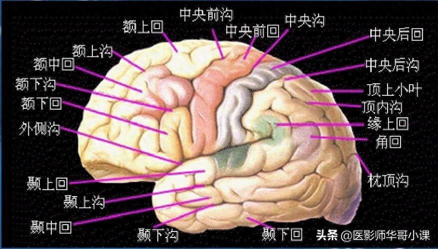 头颅（CT）解剖--精品图集