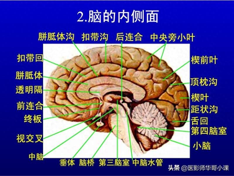 头颅（CT）解剖--精品图集