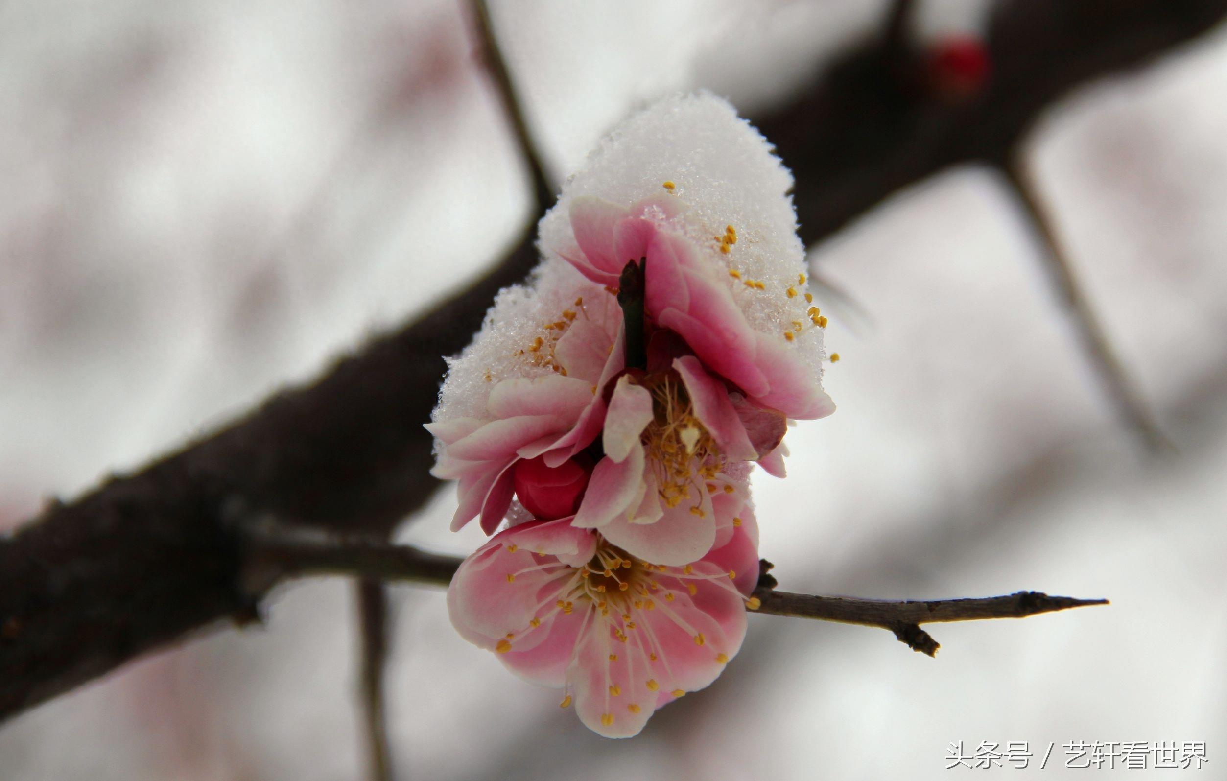 寒梅傲雪留清香