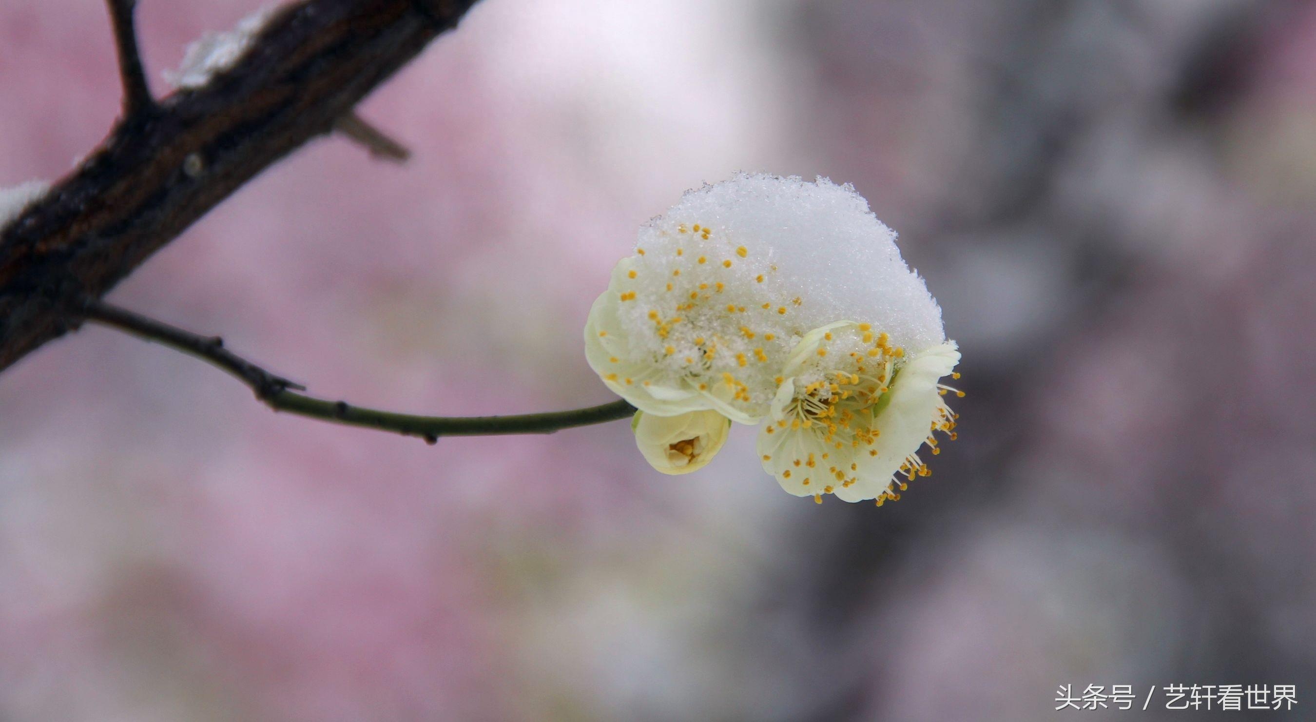 寒梅傲雪留清香