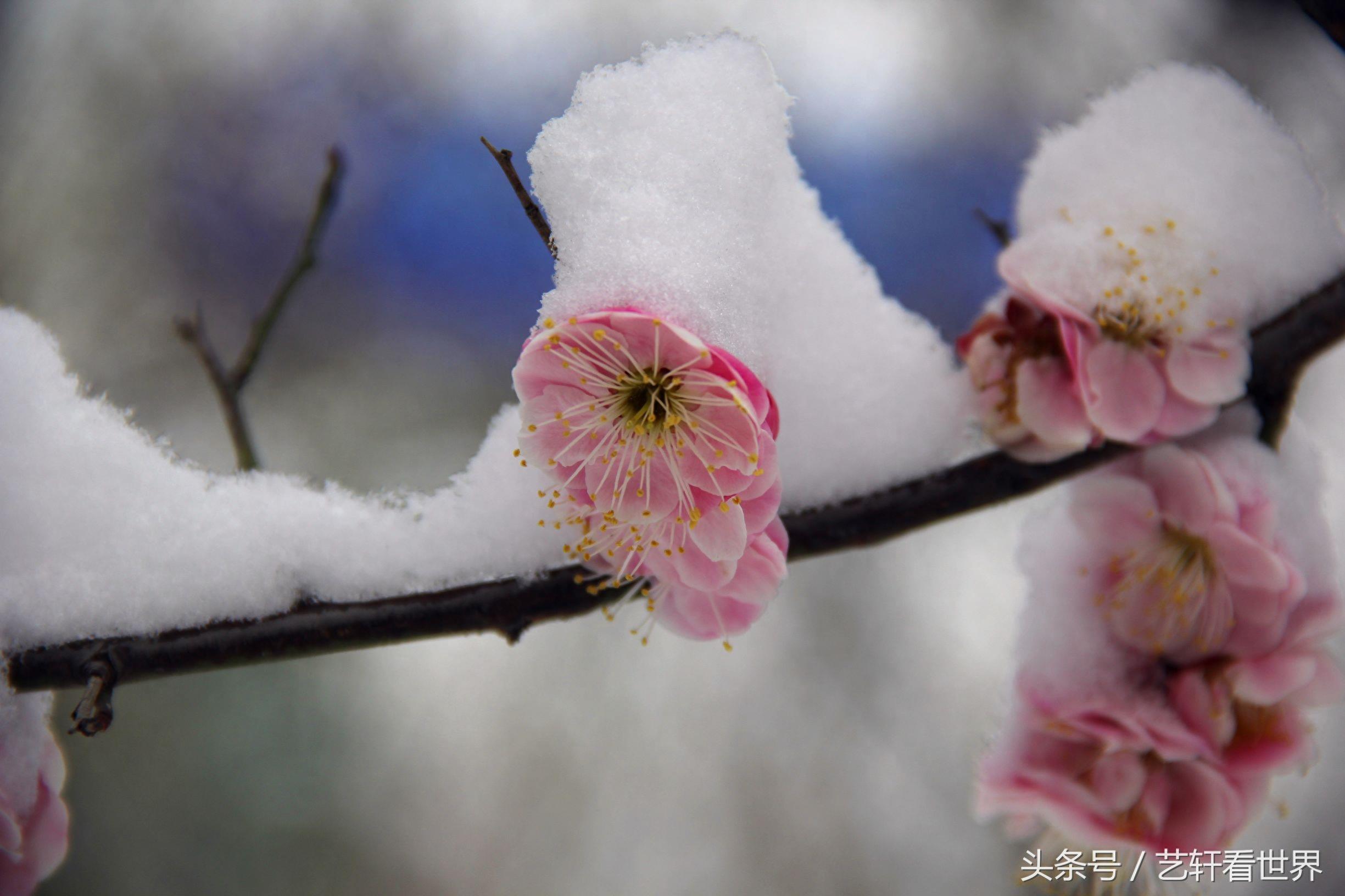 寒梅傲雪留清香