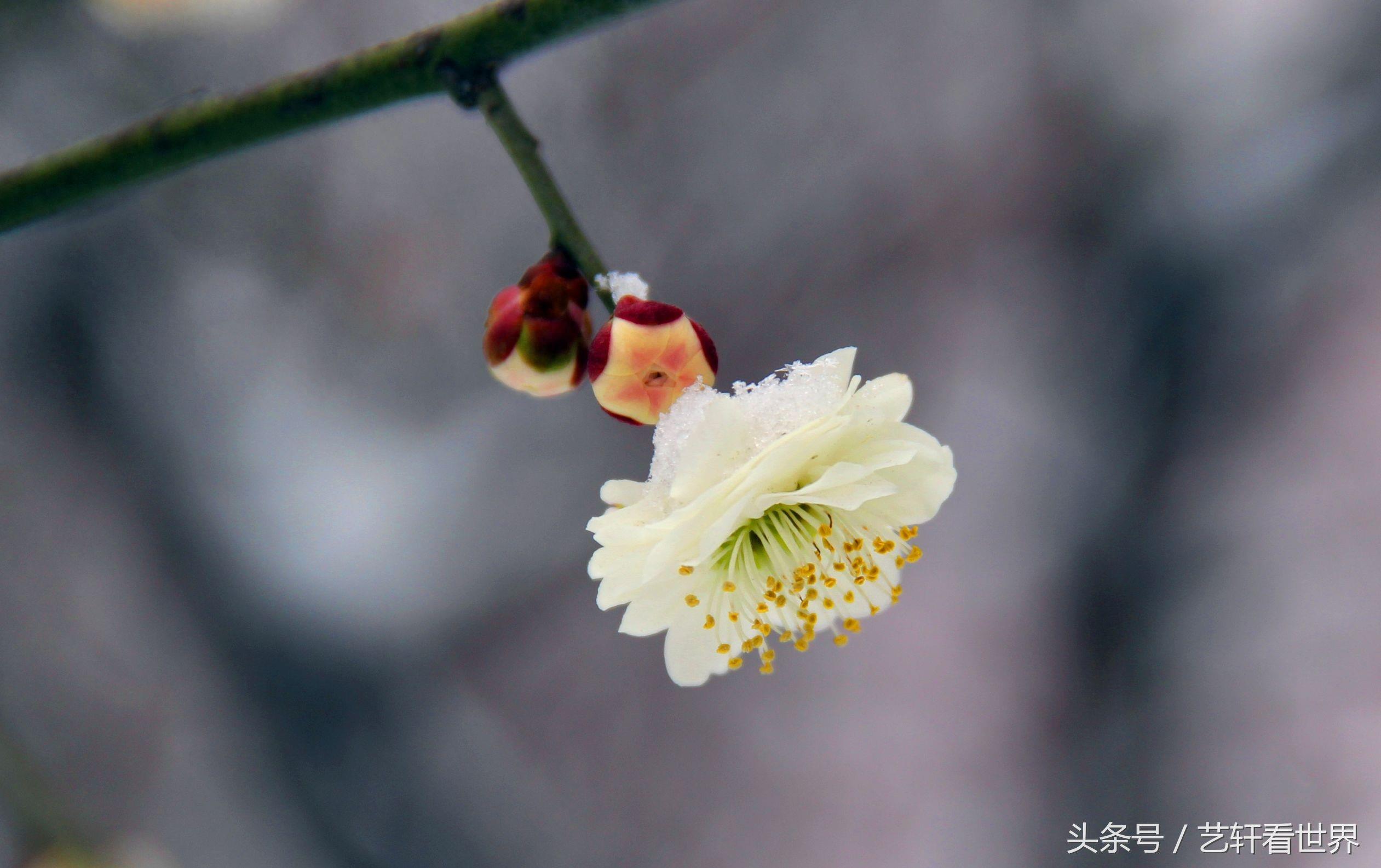 寒梅傲雪留清香