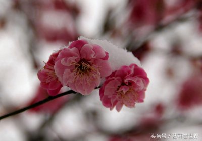 ​寒梅傲雪留清香