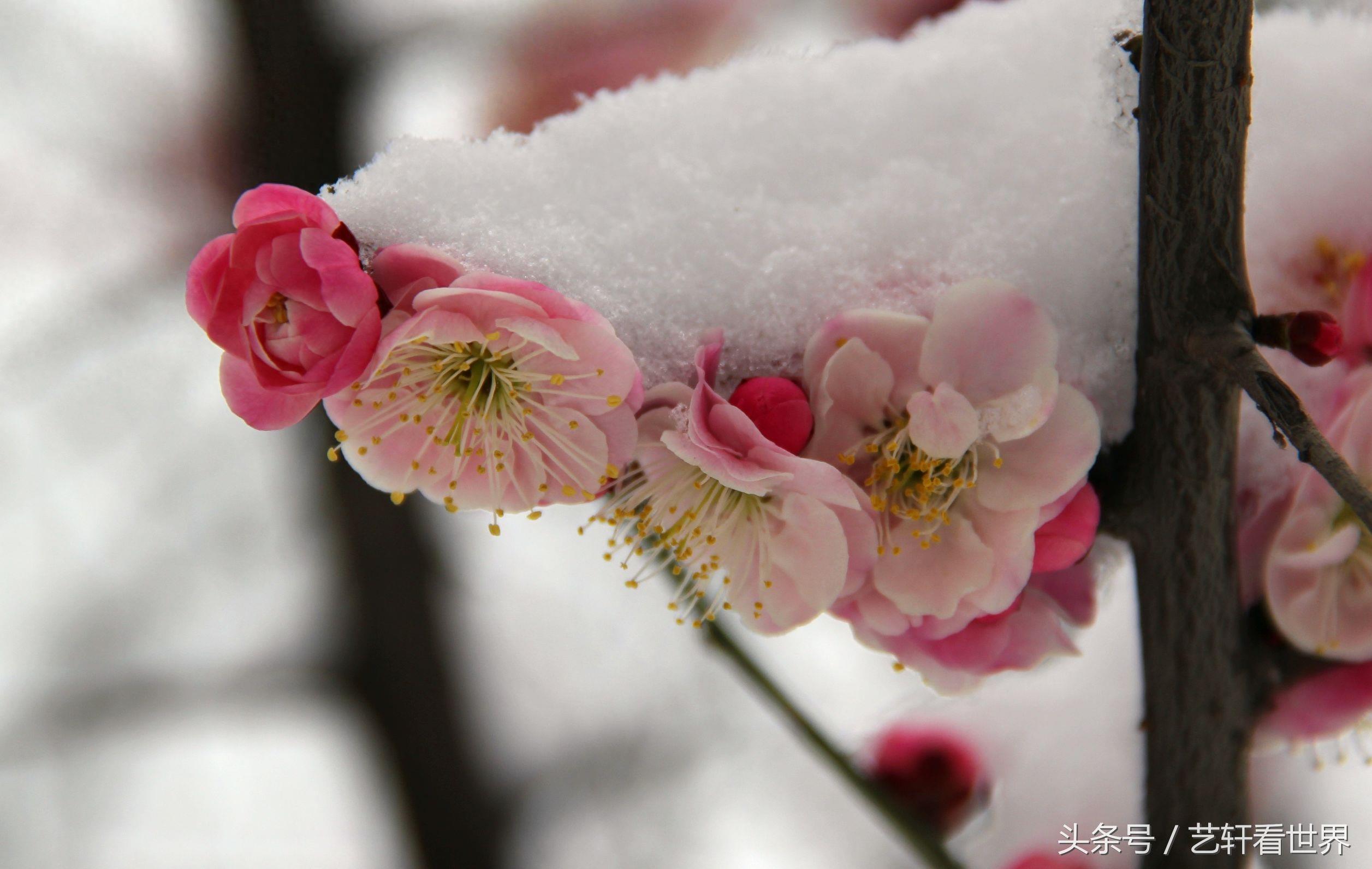 寒梅傲雪留清香