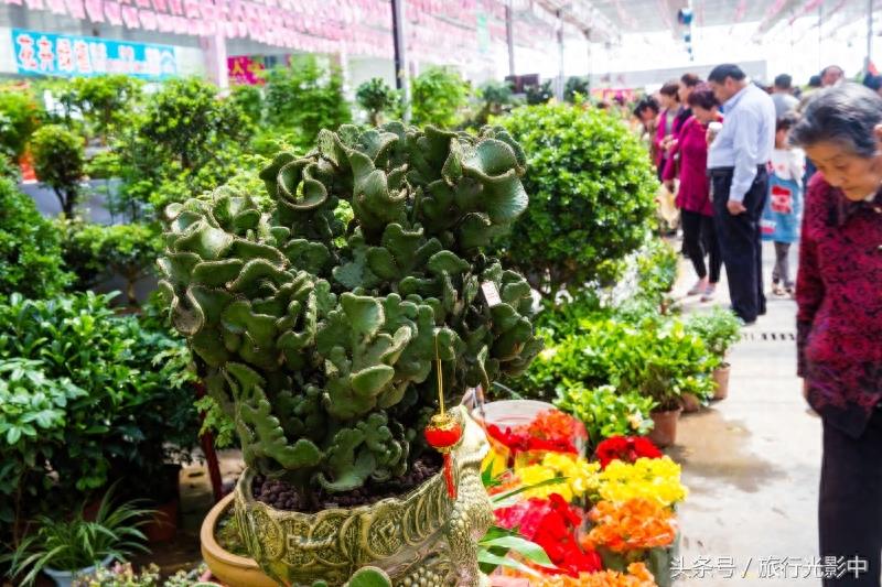 济南鲜花港现代化花卉交易区，什么花都能买到！