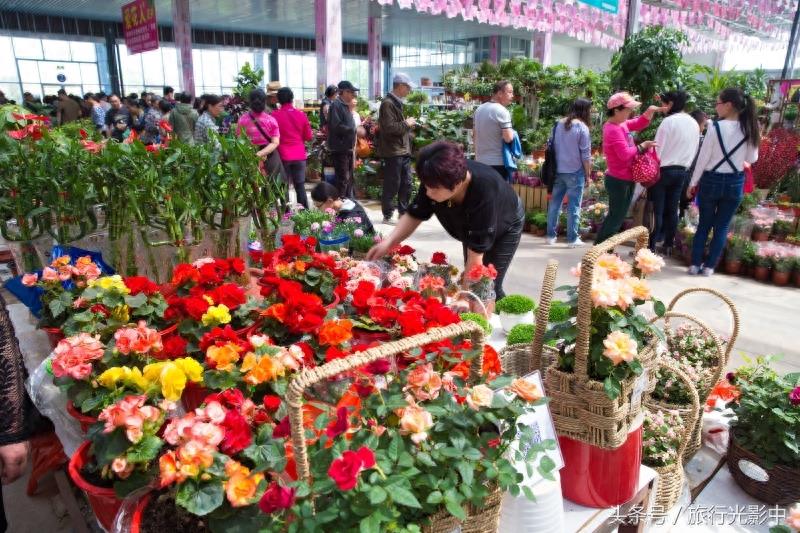 济南鲜花港现代化花卉交易区，什么花都能买到！