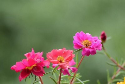 ​这种花名叫死不了，肉茎鲜嫩多汁，掐上一截就能活！全草可入药！