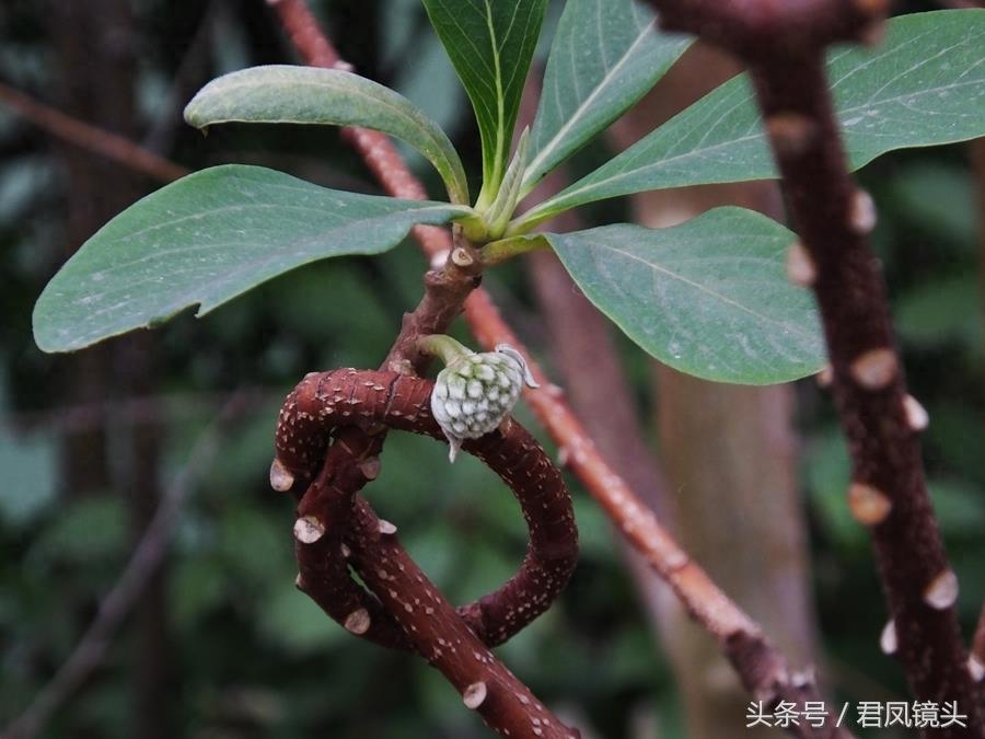 梦花树含苞待放 传说可以化解噩梦实现好梦