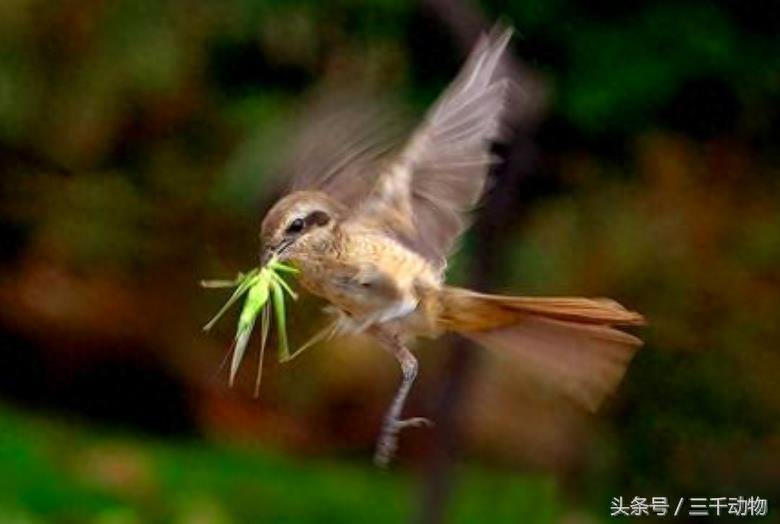 昆虫世界的生死搏杀