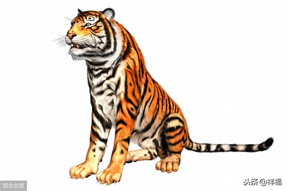 爪哇虎Javan Tiger