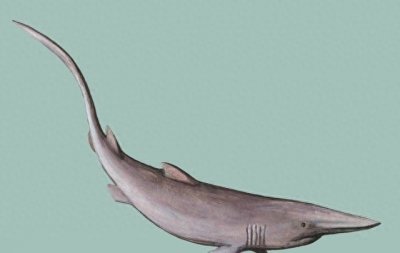 粉嫩嫩的精灵鲨你见过吗?长相太凶猛可怕