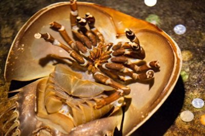 你知道防疫针是怎么制作的吗?原来是鲎的血液