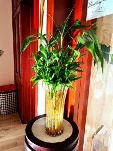 水培富贵竹地方要放对,大吉大利不说,关键还旺人