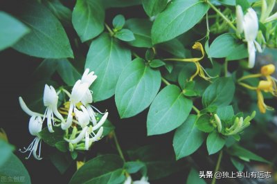 忍冬藤和金银花同出一处,功效相似,为什么古今医家评价不一